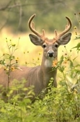 Deer Behavior