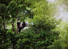 Design Challenge: Creating Animal Habitats